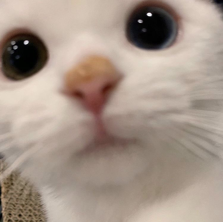 복희 이미지