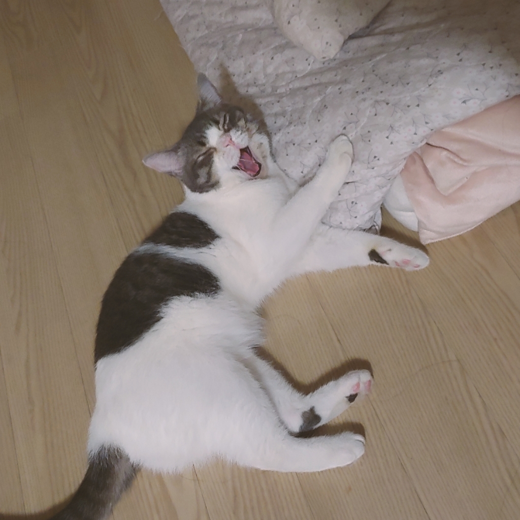 빵실이네 이미지