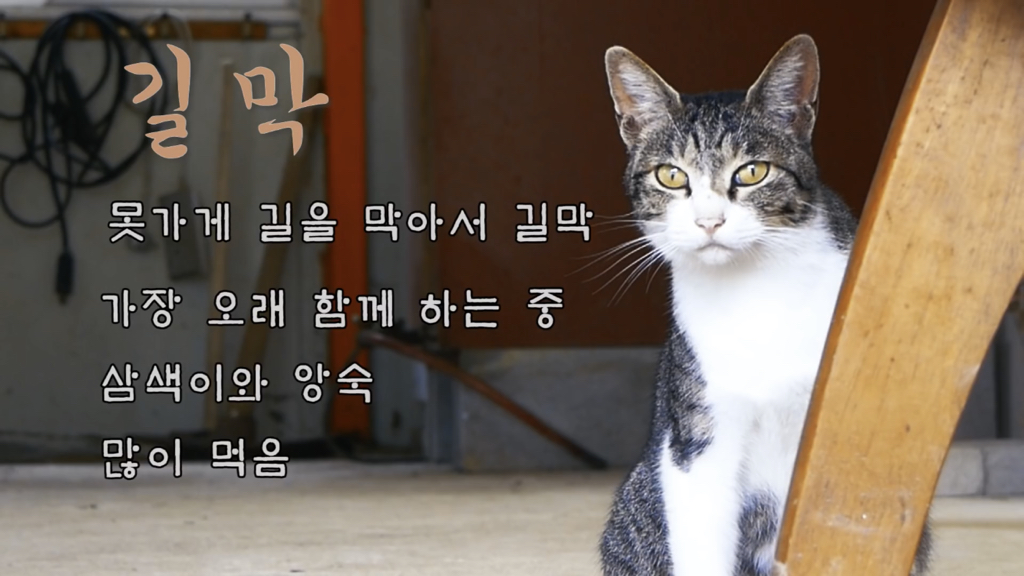 Haha ha 고양이들 냥계도 | 인스티즈