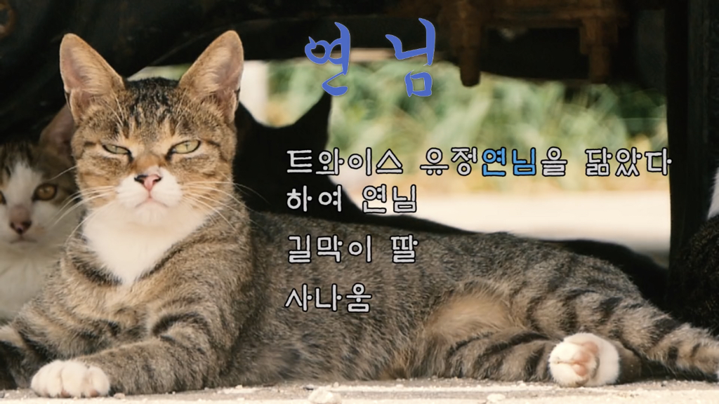 Haha ha 고양이들 냥계도 | 인스티즈