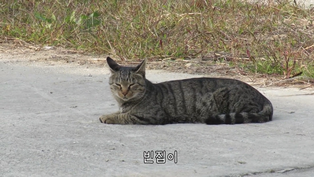 Haha ha 고양이들 냥계도 | 인스티즈