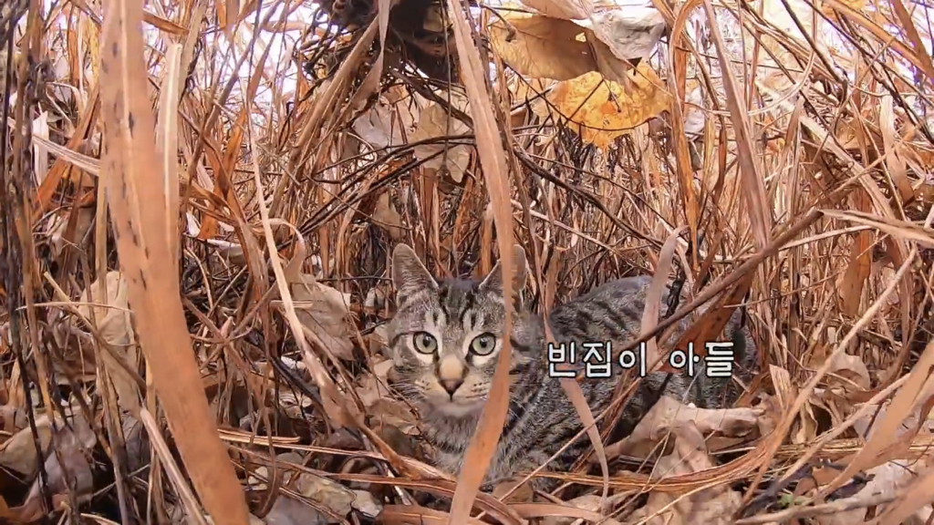 Haha ha 고양이들 냥계도 | 인스티즈