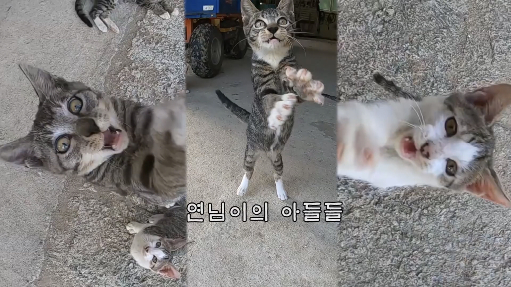 Haha ha 고양이들 냥계도 | 인스티즈