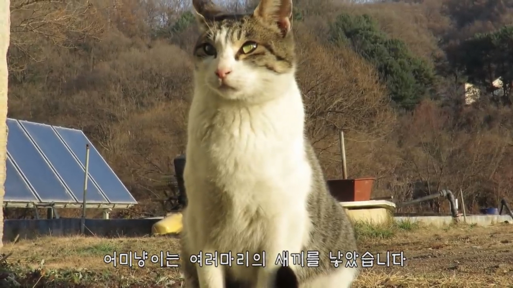 Haha ha 고양이들 냥계도 | 인스티즈