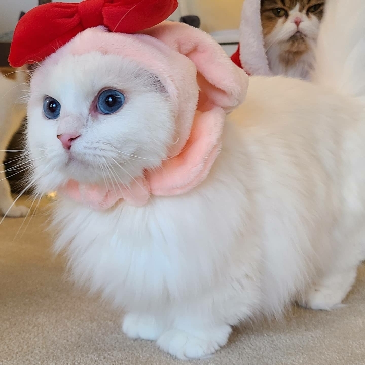 마스 이미지