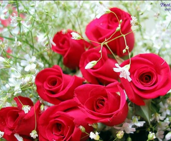 RoseDay 이미지