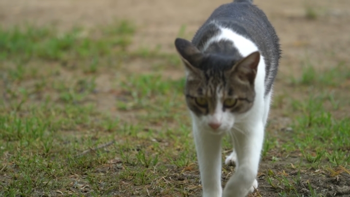 haha ha 야통이 vlog | 인스티즈