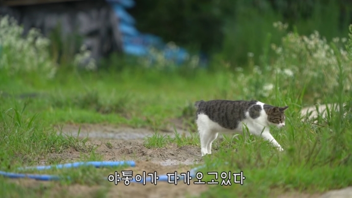 haha ha 야통이 vlog | 인스티즈