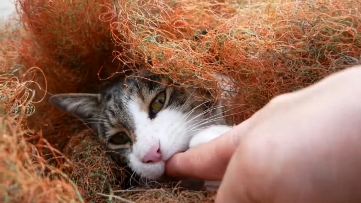 haha ha 야통이 vlog | 인스티즈