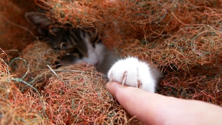 haha ha 야통이 vlog | 인스티즈