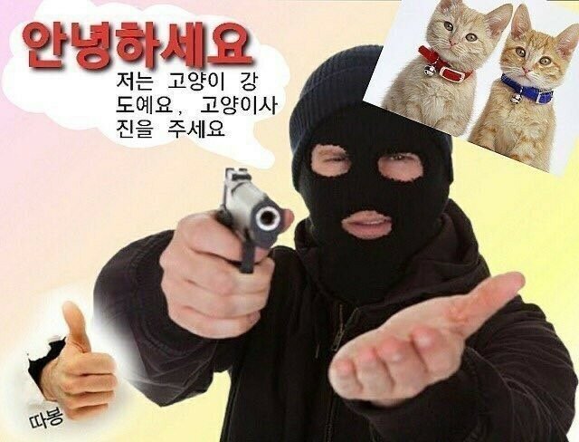 당신은 냥냥이 저주에 걸렸습니다 | 인스티즈