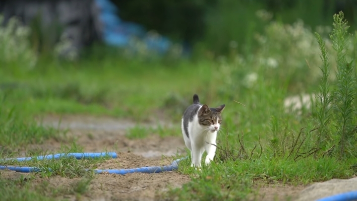 haha ha 야통이 vlog | 인스티즈