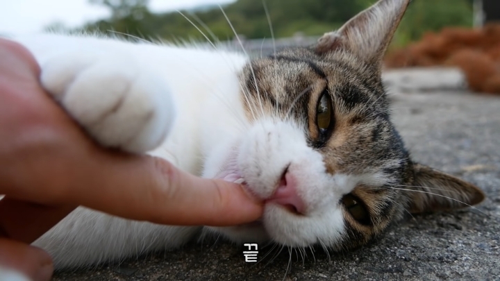 haha ha 야통이 vlog | 인스티즈