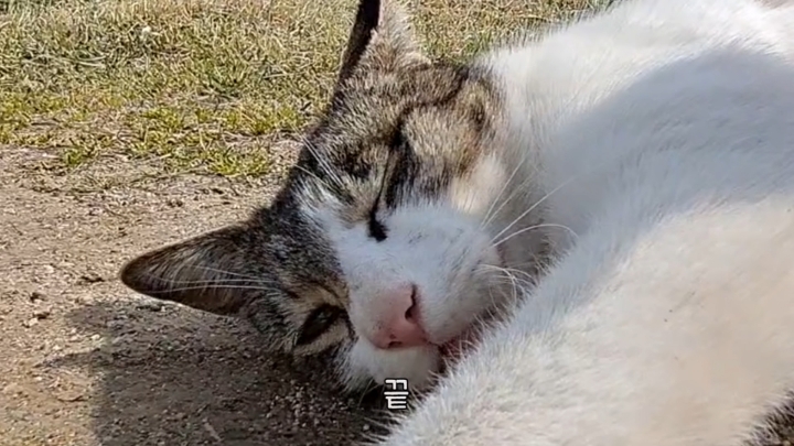 haha ha 앞에서 대놓고 광고하는데 거부감이 없다 | 인스티즈