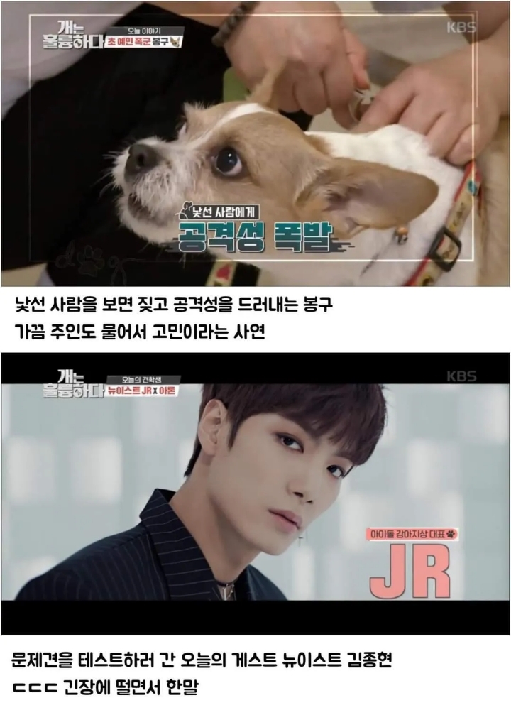 문제견이 있었는데요....없었습니다.jpg | 인스티즈