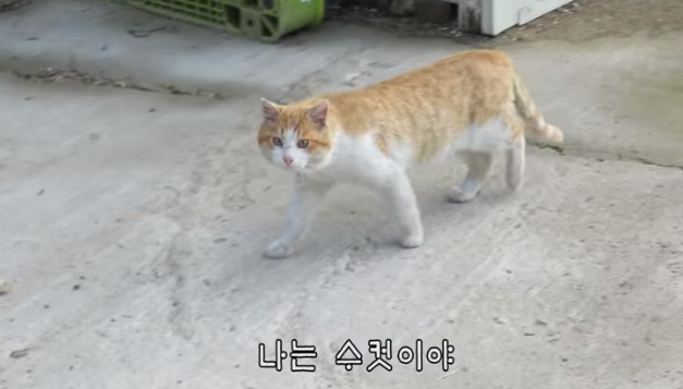 당신은 냥냥이 저주에 걸렸습니다 | 인스티즈