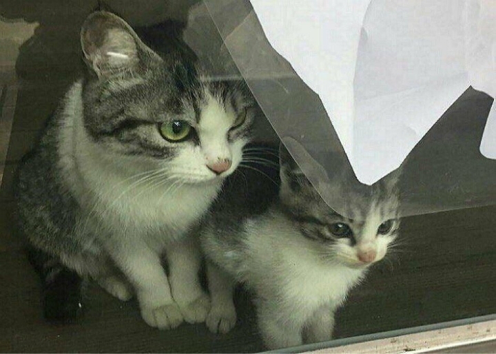 당신은 냥냥이 저주에 걸렸습니다 | 인스티즈