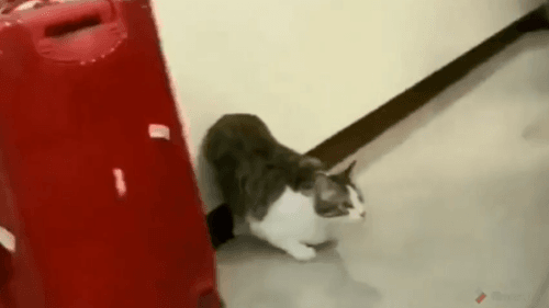 냐옹이 발사 | 인스티즈