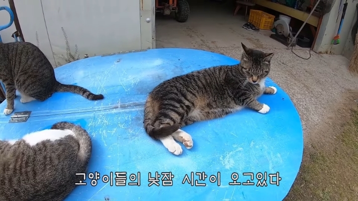 haha ha 앞에서 대놓고 광고하는데 거부감이 없다 | 인스티즈