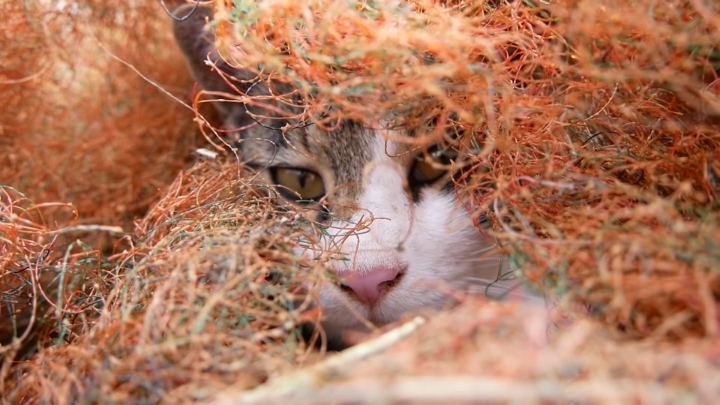 haha ha 야통이 vlog | 인스티즈