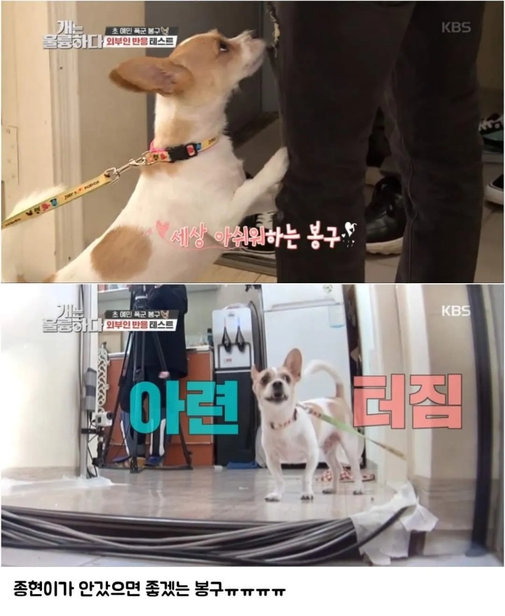 문제견이 있었는데요....없었습니다.jpg | 인스티즈