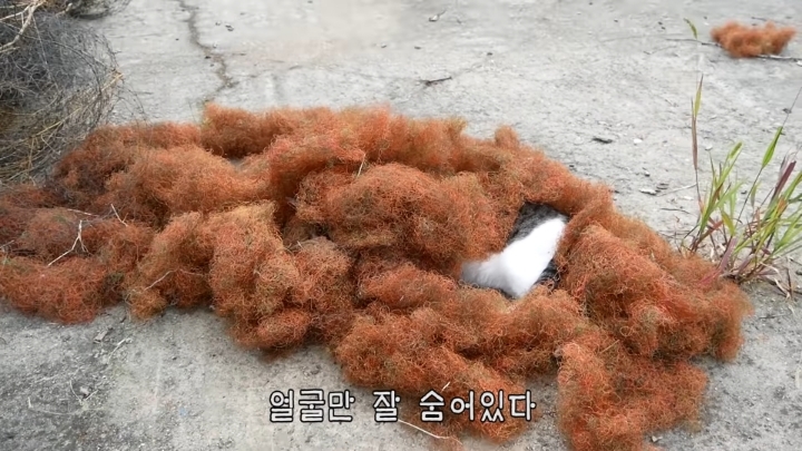 haha ha 야통이 vlog | 인스티즈