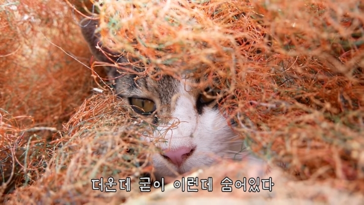 haha ha 야통이 vlog | 인스티즈