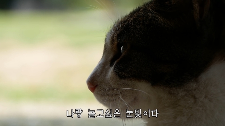 haha ha 야통이 vlog | 인스티즈