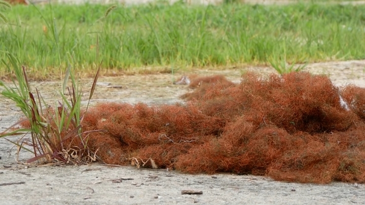 haha ha 야통이 vlog | 인스티즈