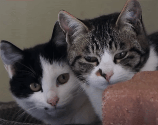 당신은 냥냥이 저주에 걸렸습니다 | 인스티즈