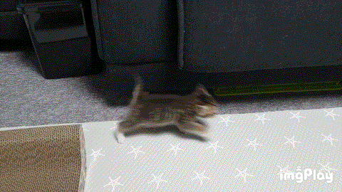 아기고양이 근성.gif | 인스티즈