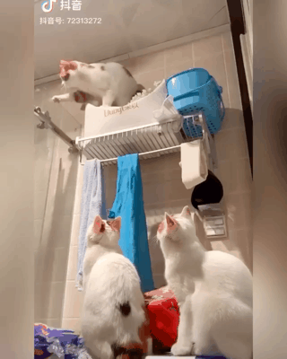 당신은 냥냥이 저주에 걸렸습니다 | 인스티즈