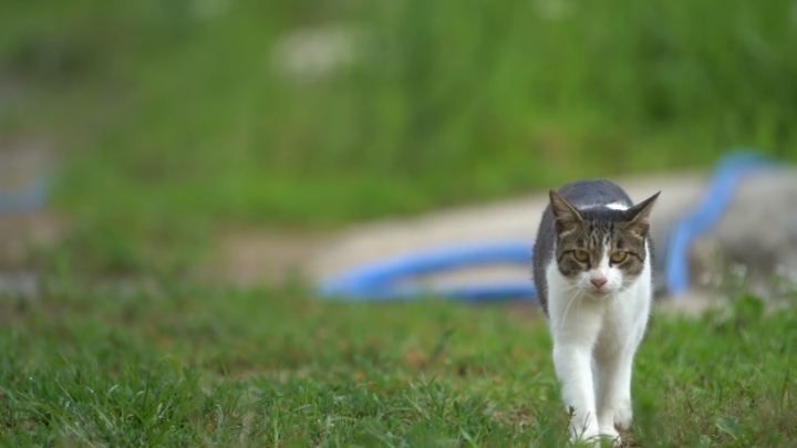 haha ha 야통이 vlog | 인스티즈