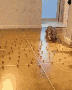 고양이가 사람 밟는 게 고의인 이유 .gif | 인스티즈