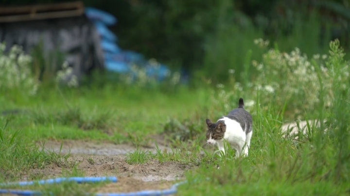 haha ha 야통이 vlog | 인스티즈