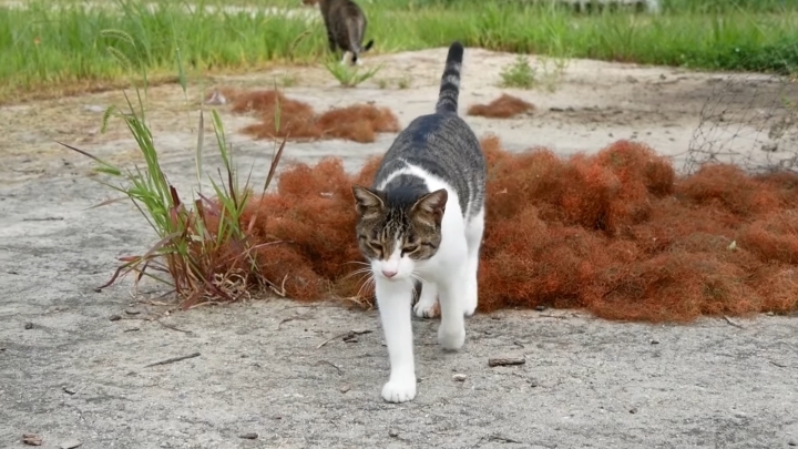 haha ha 야통이 vlog | 인스티즈