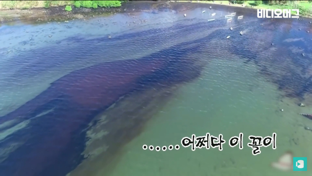 일본 선박 때문에 역대 최악의 환경재해를 겪고 있는 모리셔스.jpg | 인스티즈