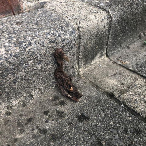 산불속에서 새끼들을 모두 옮기고 죽은 어미새 | 인스티즈