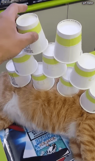 당신은 냥냥이 저주에 걸렸습니다 | 인스티즈