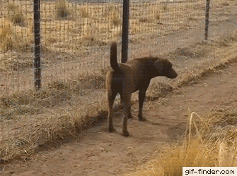 댕댕이와 사자.gif | 인스티즈