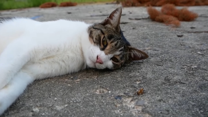 haha ha 야통이 vlog | 인스티즈