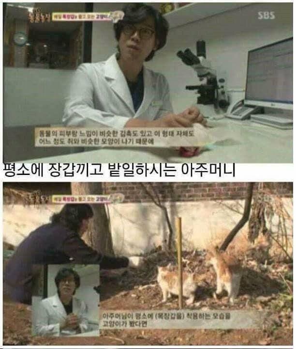 은혜 갚은 고양이.jpg | 인스티즈