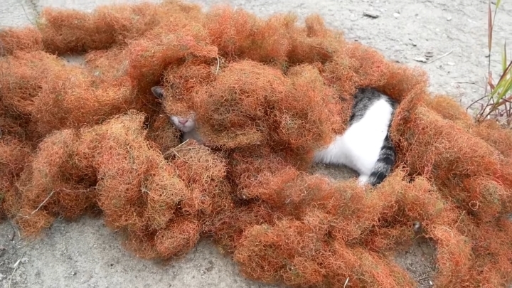 haha ha 야통이 vlog | 인스티즈