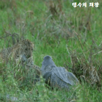 성질 더럽기로는 원탑이라는 고양이과 맹수 | 인스티즈