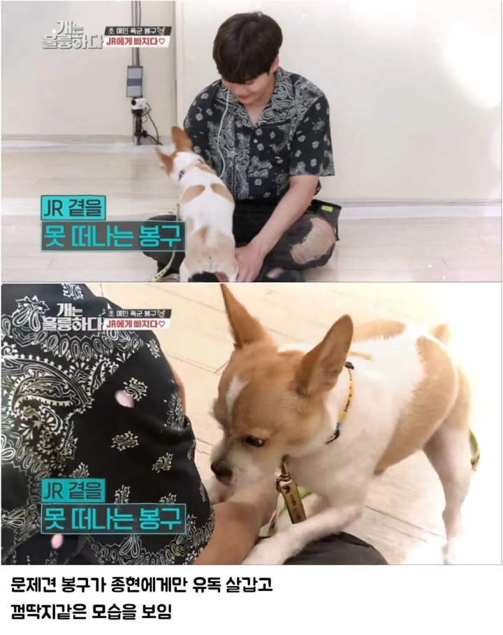 문제견이 있었는데요....없었습니다.jpg | 인스티즈