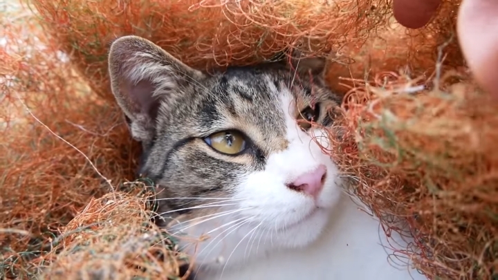 haha ha 야통이 vlog | 인스티즈