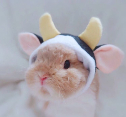 큐티 이미지