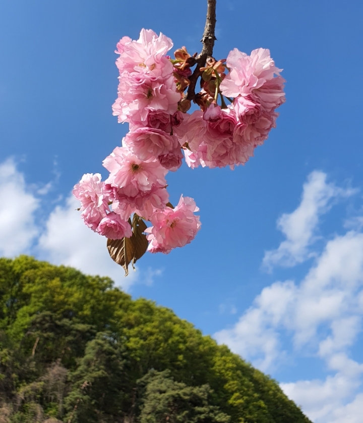 왕벚꽃 이미지