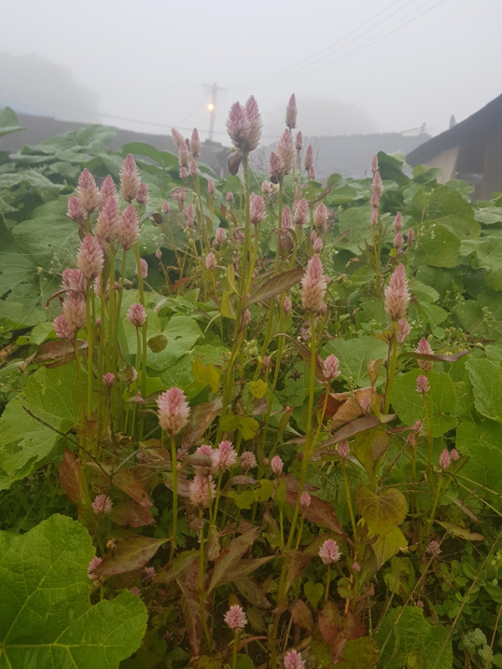 사루비아 이미지