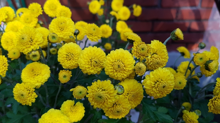 금국 이미지